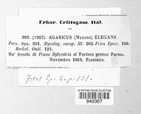 Agaricus elegans image
